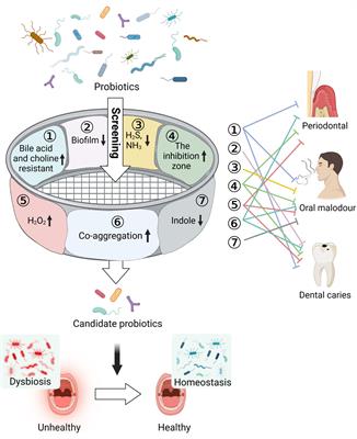 Multi-function screening of probiotics to improve oral health and evaluating their efficacy in a rat periodontitis model